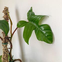 Hairy Philodendron plant