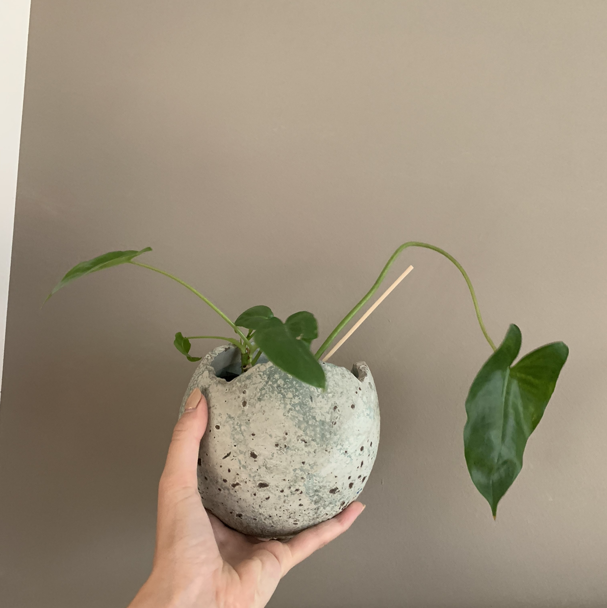 Potted Burle Marx plant held by a hand, with green leaves in a small textured pot.