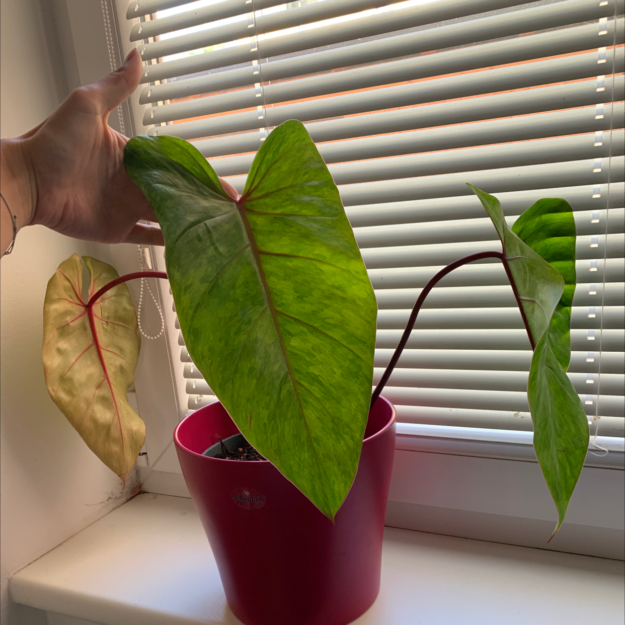 Philodendron 'Painted Lady' plant in a red pot on a windowsill with one yellowing leaf.