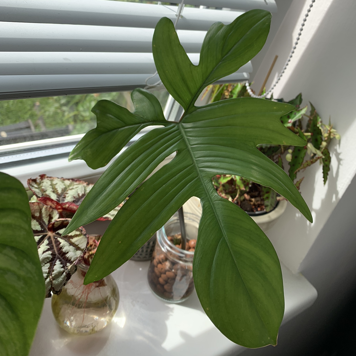 Philodendron Pedatum plant on a windowsill with vibrant green leaves.