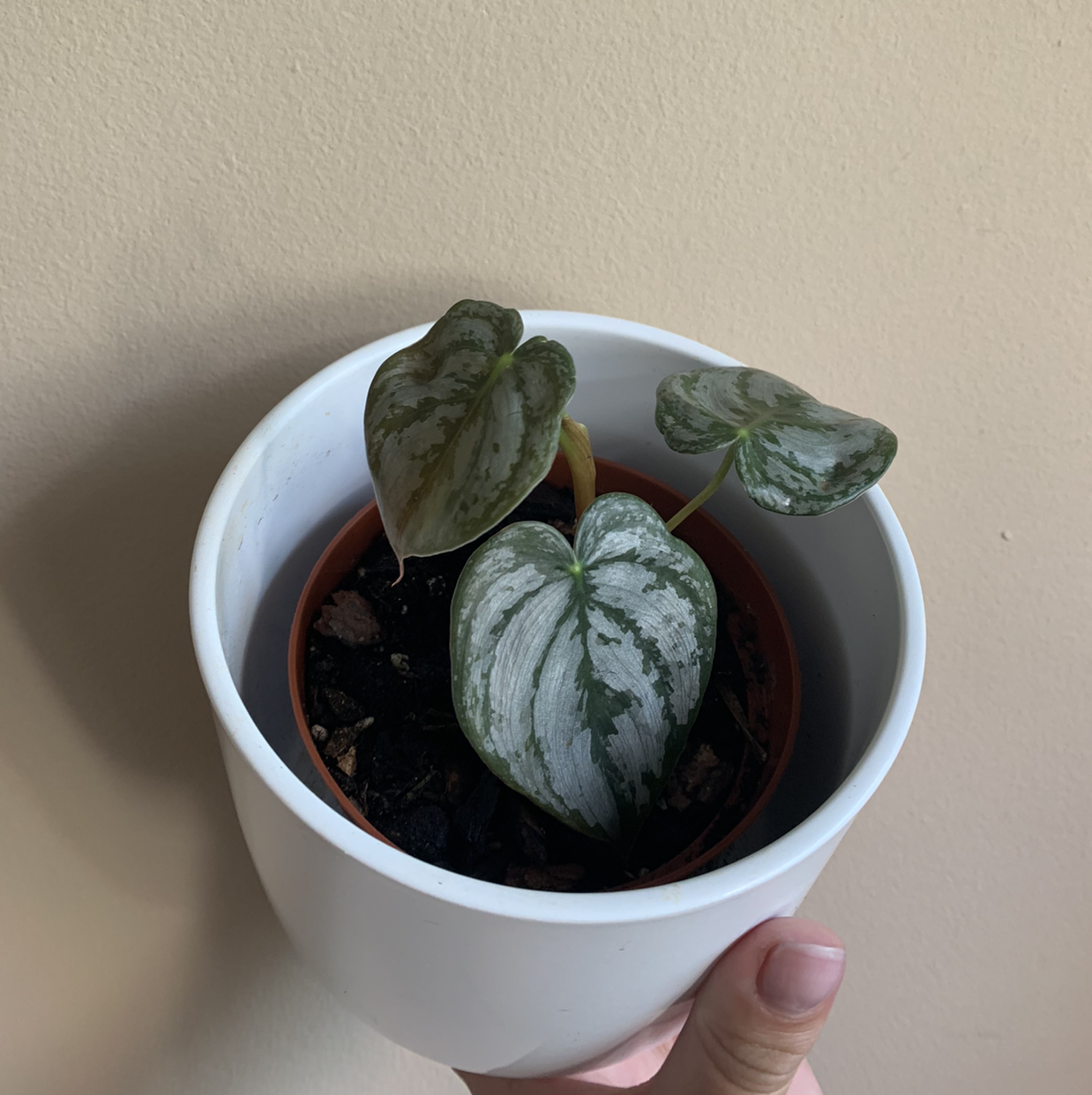 Silver Leaf Philodendron in a white pot, held by a hand.