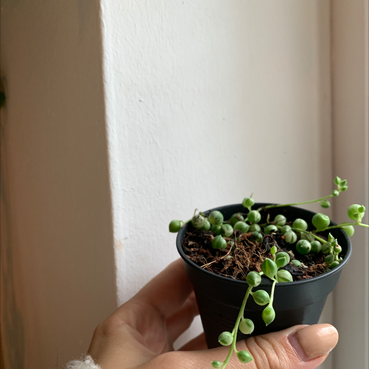 A healthy Variegated String of Pearls plant in a small black pot, held by a hand.