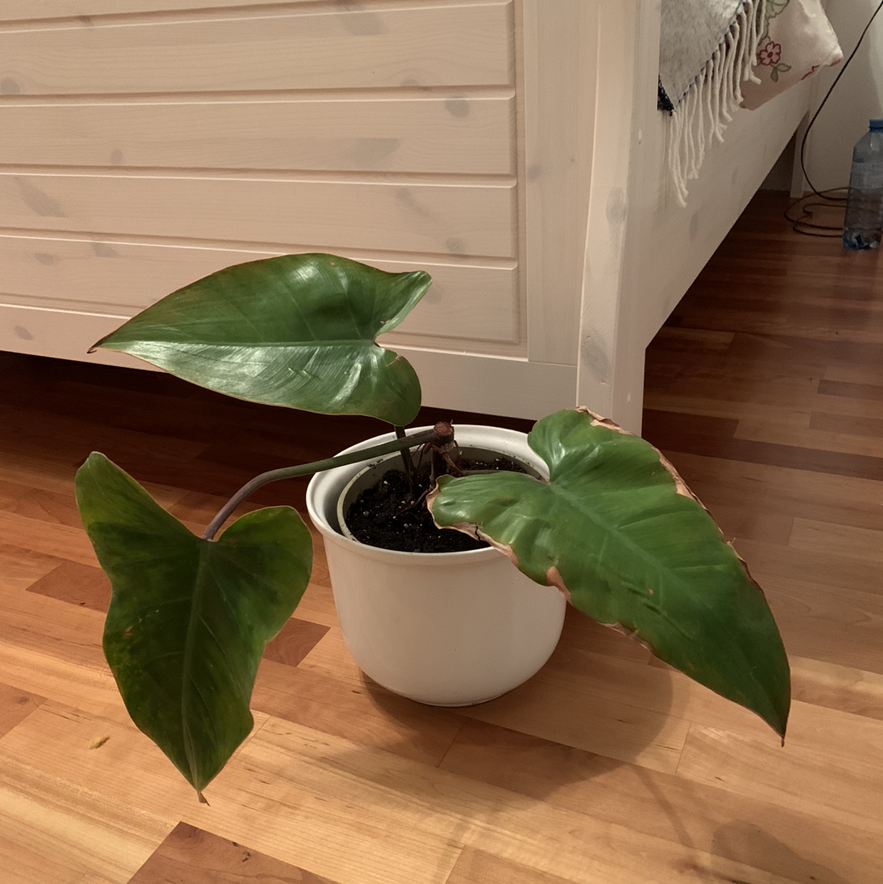 Red Emerald Philodendron in a white pot with some browning on leaf edges.