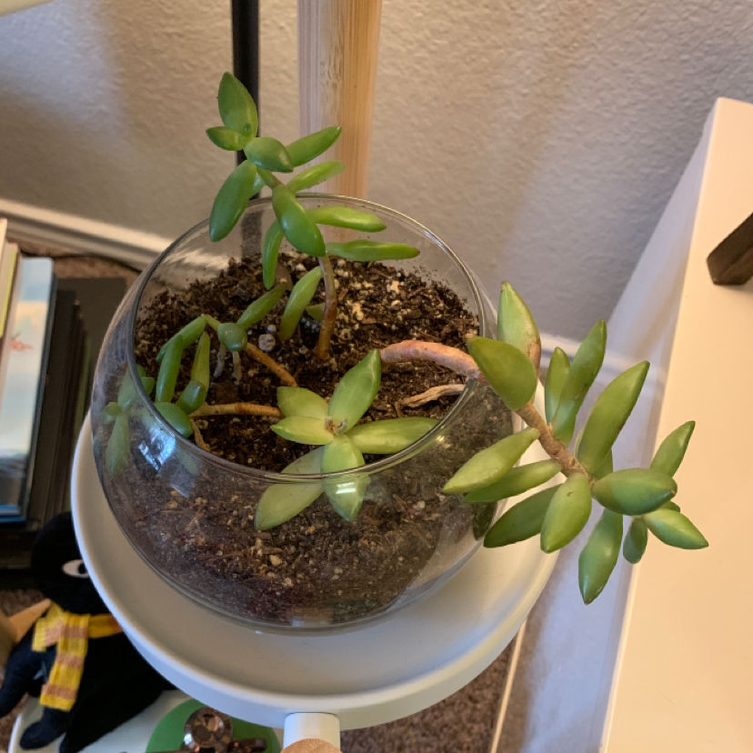 Jelly Bean Plant (Sedum rubrotinctum) in a glass container with visible soil and some yellowing and browning leaves.