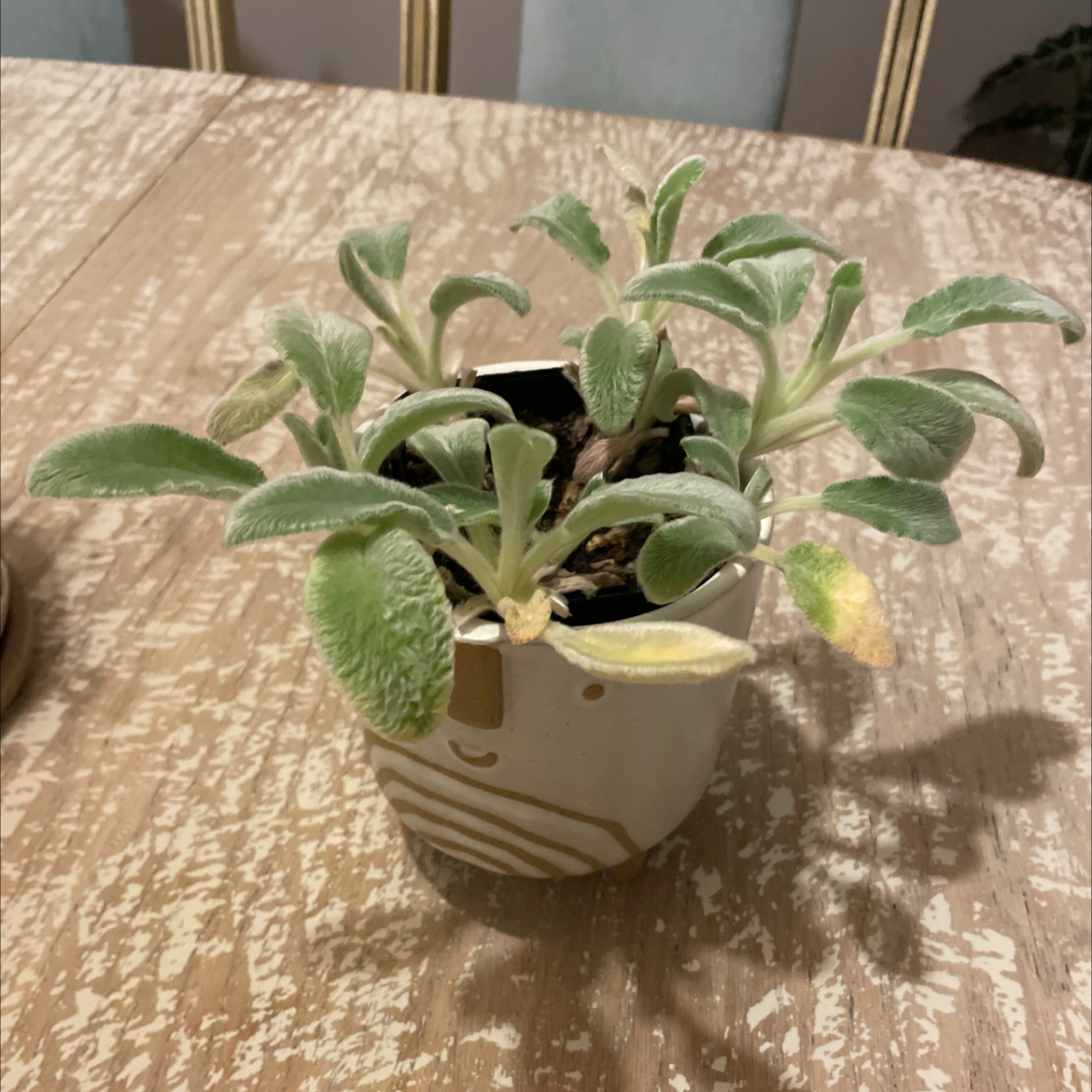Potted Lamb's Ear plant with soft, fuzzy leaves, one leaf showing slight discoloration.