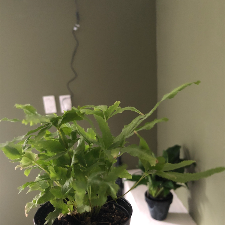 Potted Brake Fern with green serrated leaves, another plant in the background.