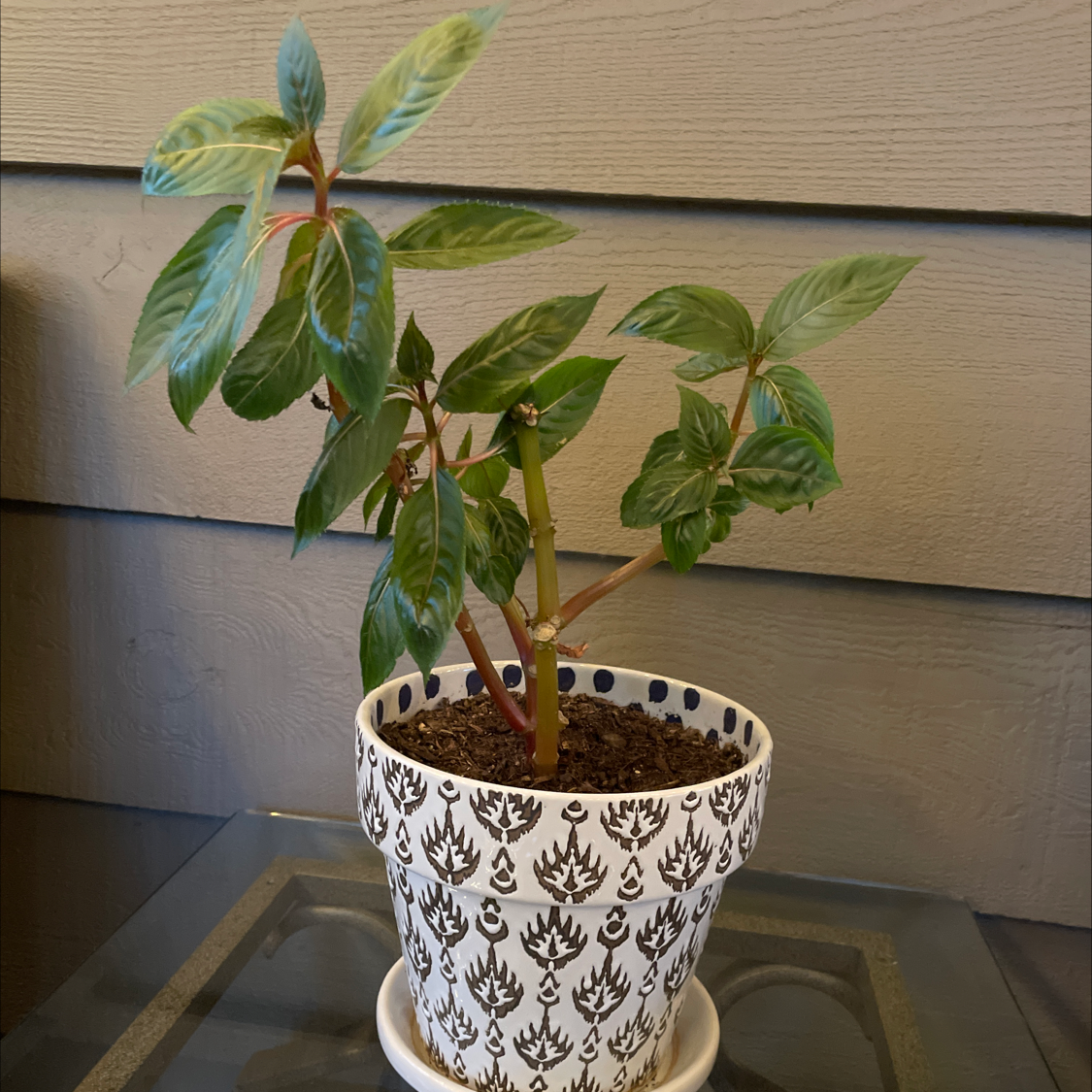 Why Are My New Guinea Impatiens Leaves Droopy?