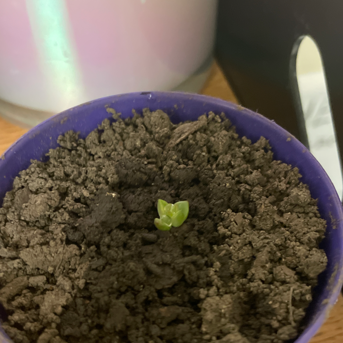 Crassula cotyledonis seedling in a purple pot with visible soil.