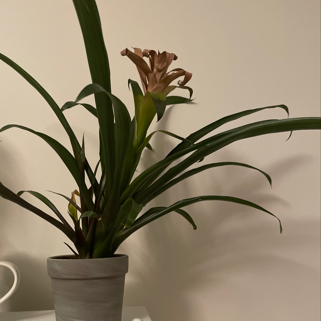 Droophead Tufted Airplant plant photo by @leahtrit named Poppy on Greg, the plant care app.