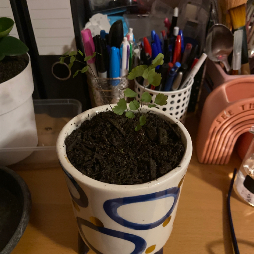 Pacific Maidenhair Fern in a white pot with blue patterns on a desk with office supplies.