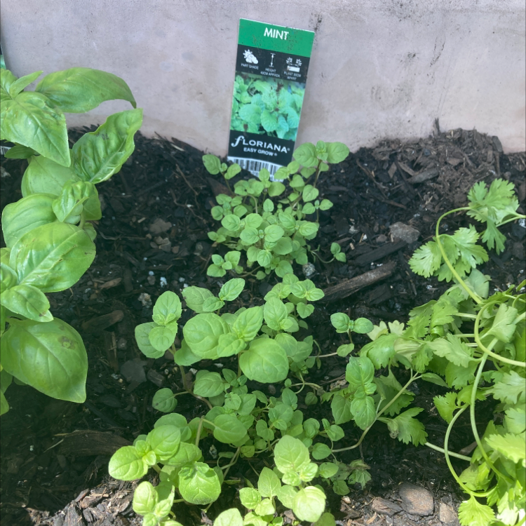 Healthy Apple Mint plant growing in soil with other plants, plant tag visible.
