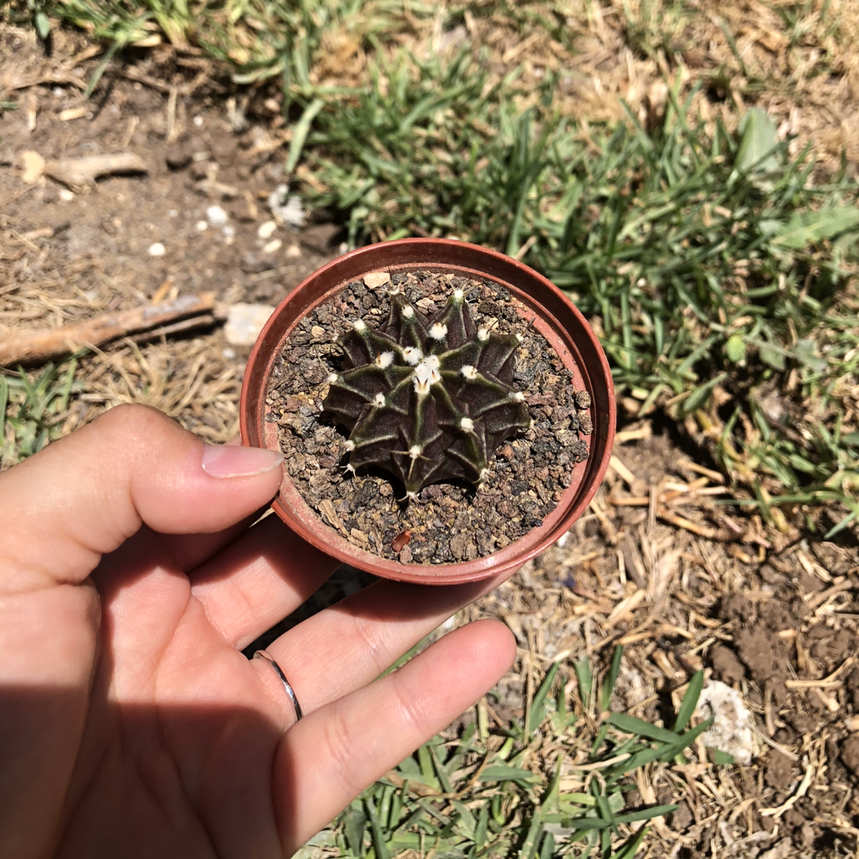 Photo of the plant species Gymnocalycium occultum by נעה named Apollo on Greg, the plant care app