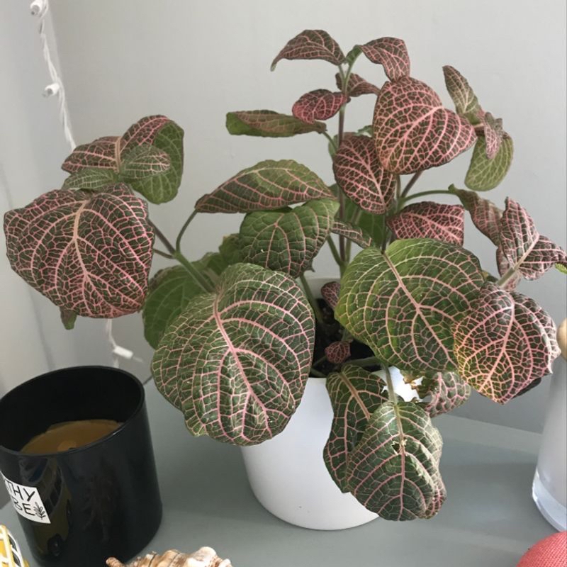 Nerve Plant plant photo by Juliane named Pearl on Greg, the plant care app.