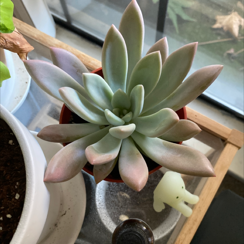 Healthy Ghost Plant succulent in a small pot, well-framed and in focus.
