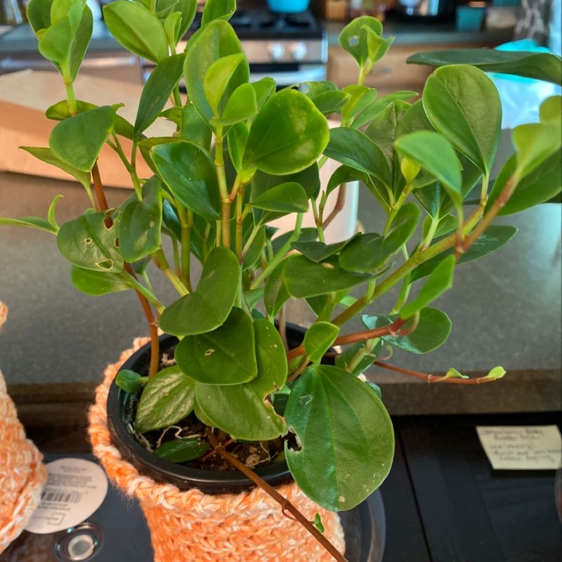 Healthy potted Baby Rubber Plant with vibrant green rounded leaves, well-framed photo to document plant's condition.