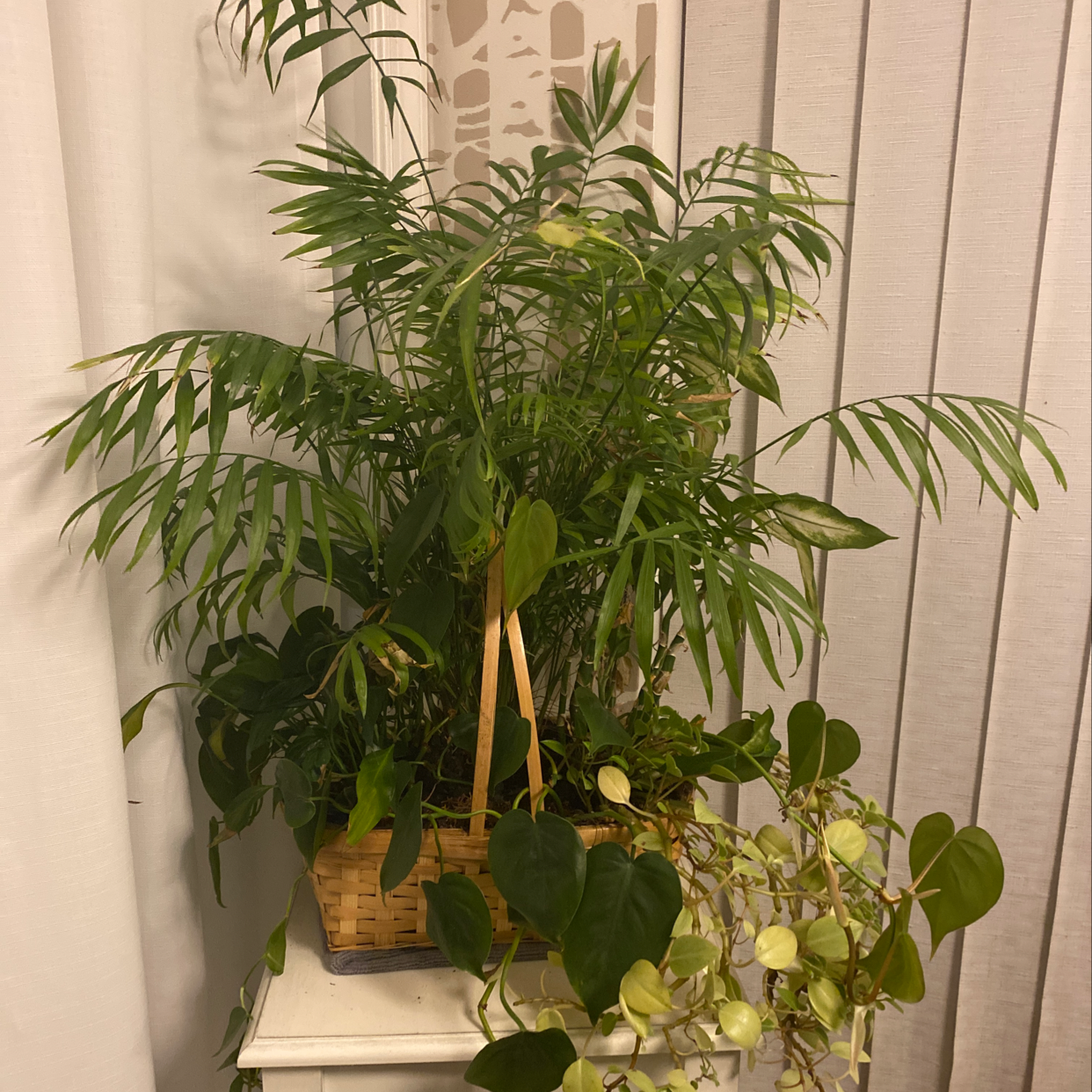 Healthy Parlour Palm in woven basket, with lush green feathery leaves, on white shelf.