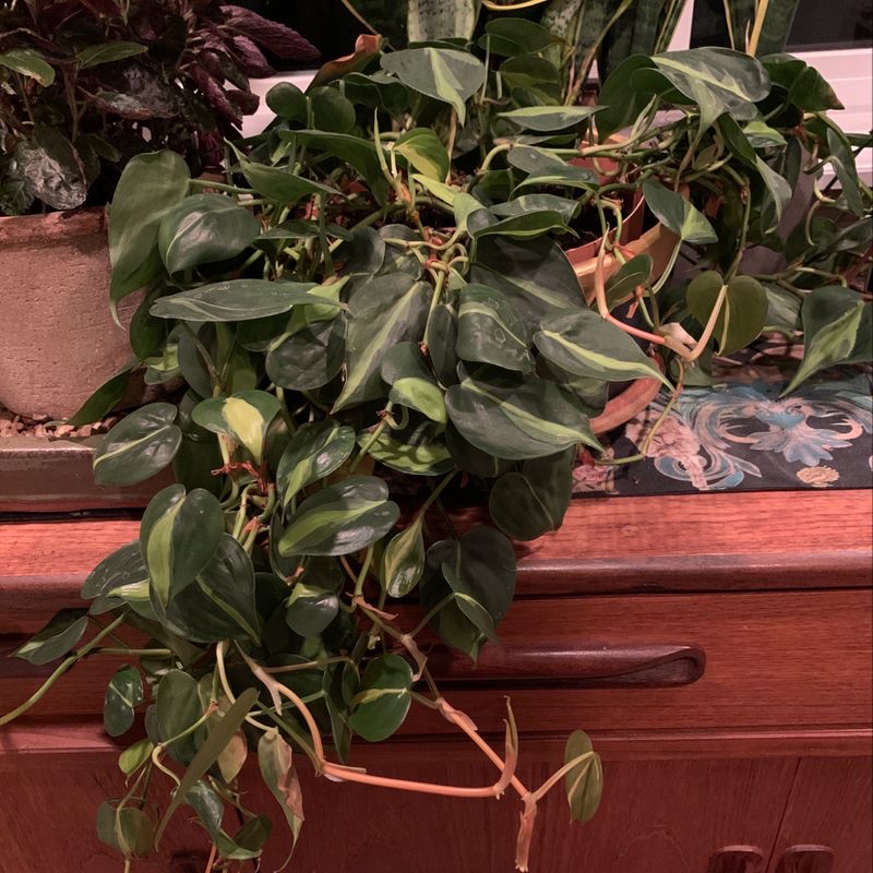 Photo of the plant species Guava Tree by @adam named Brad on Greg, the plant care app