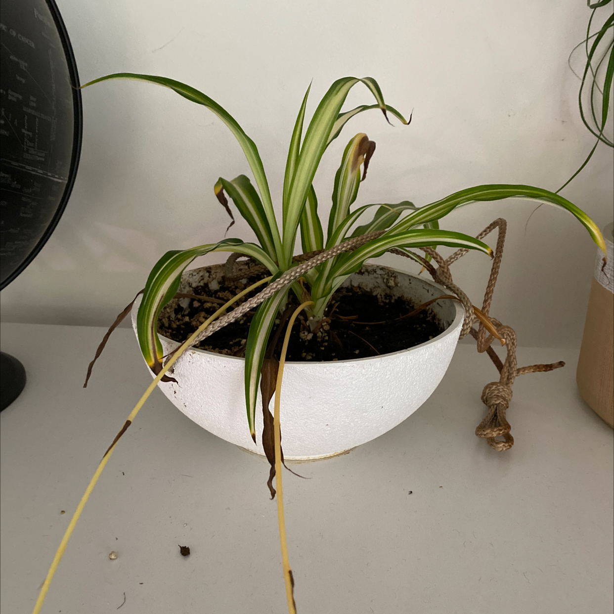 Spider Plant plant photo by Amanda named Sigmund on Greg, the plant care app.