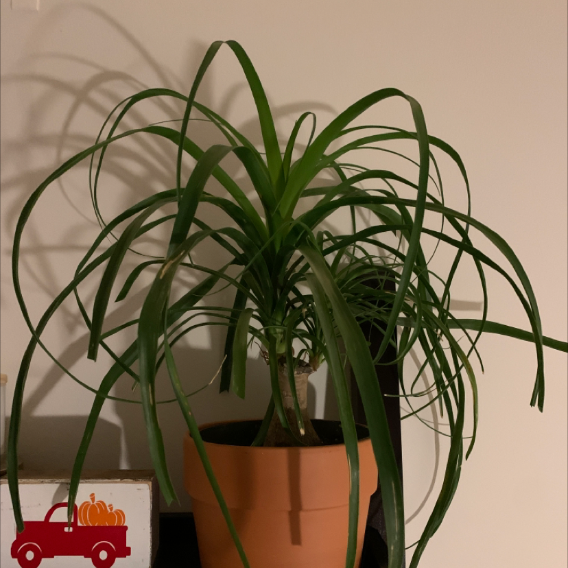 Healthy ponytail palm with long green leaves growing upwards in a fountain shape from a thick bulbous base, in a terracotta pot.