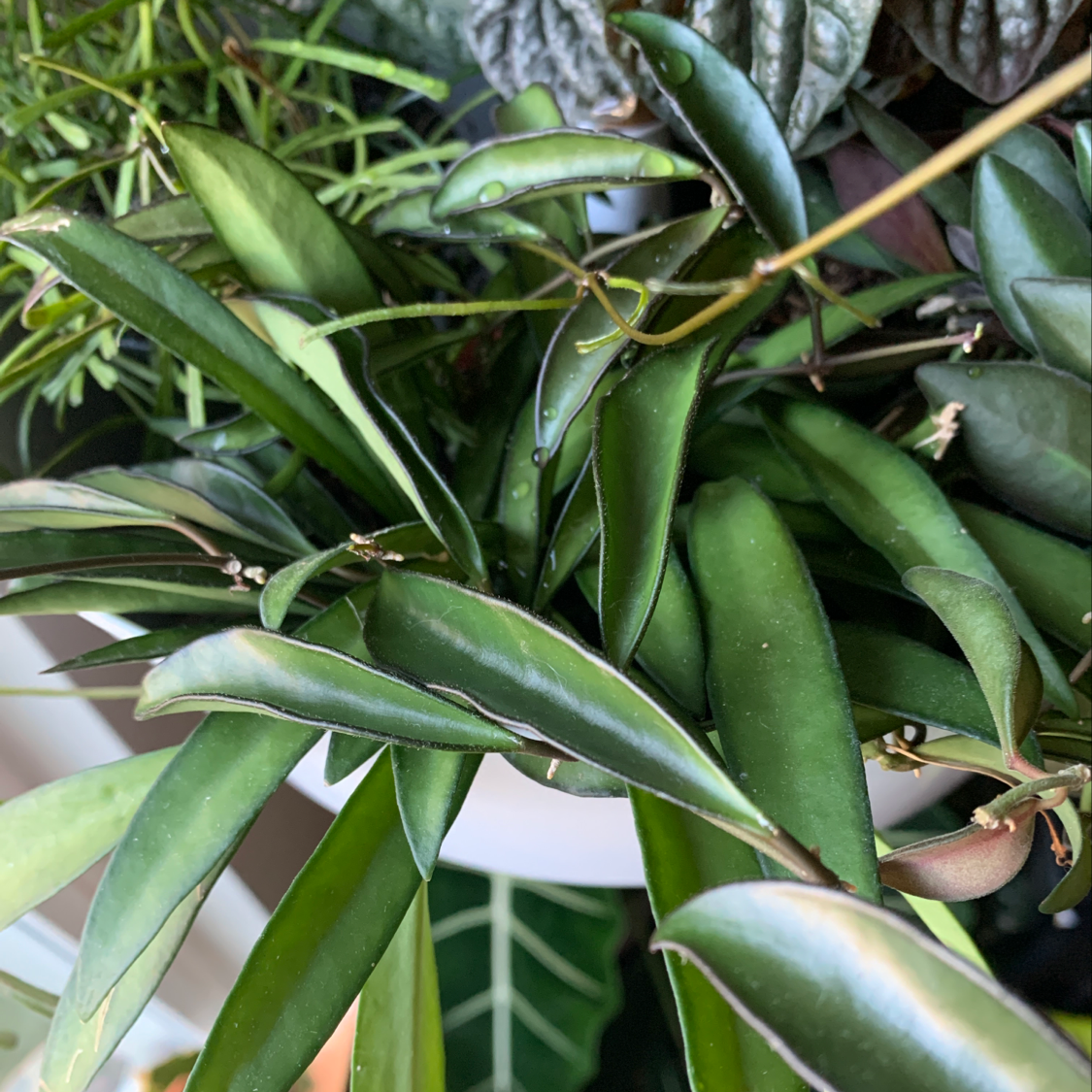 Close-up of a healthy waxplant with glossy green leaves. The plant appears well-hydrated and thriving, with no visible signs of stress or disease.