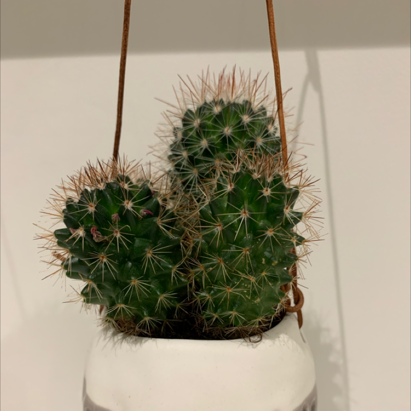 Hooked Cactus in a hanging pot, appears healthy with prominent spines.