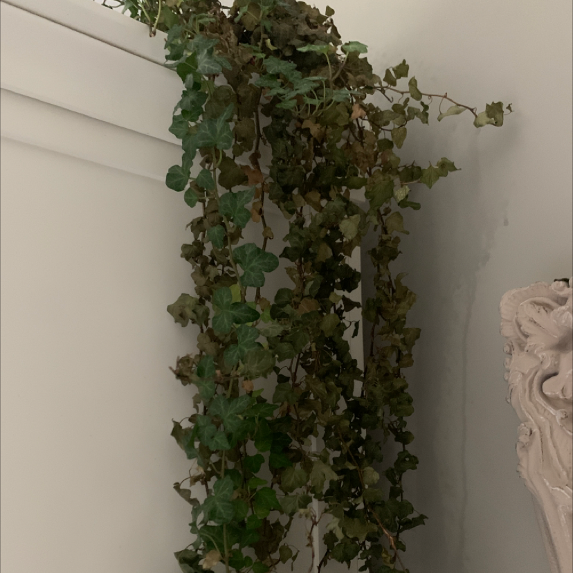 English Ivy plant photo by Hannah named ivy on Greg, the plant care app.