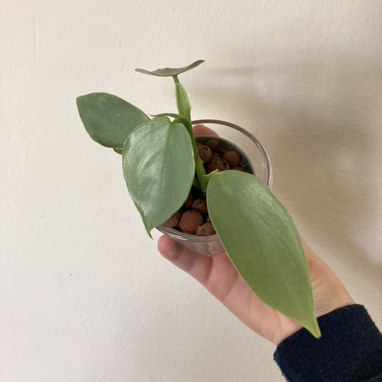 Photo of the plant species Philodendron grey sticks by Khira named Philodendron grey sticks on Greg, the plant care app