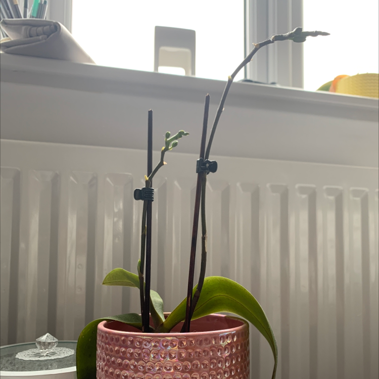 Healthy poinsettia plant with green leaves and dark red stems, potted in a pink textured ceramic planter.