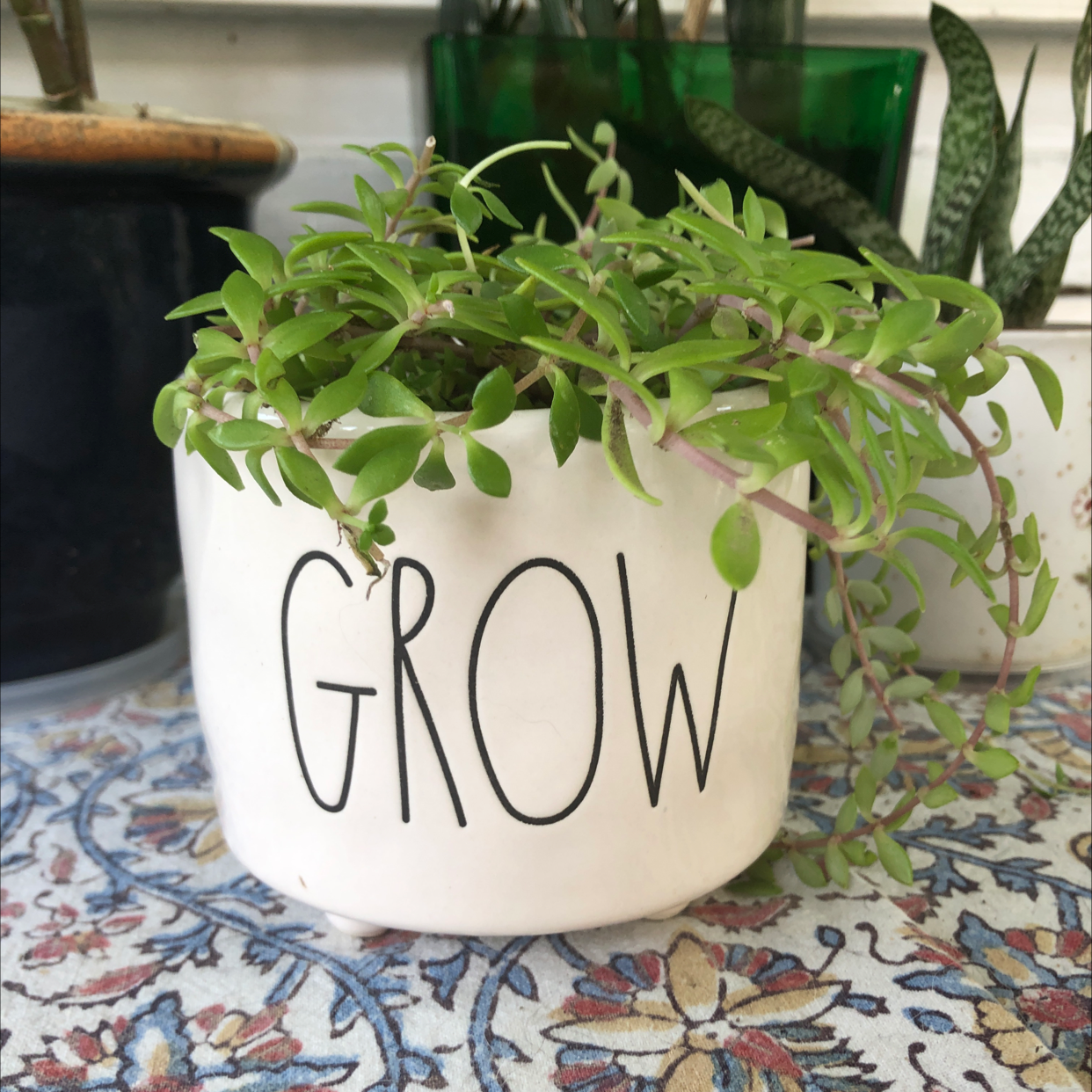 Stringy Stonecrop plant in a white pot with 'GROW' written on it, placed on a patterned surface.