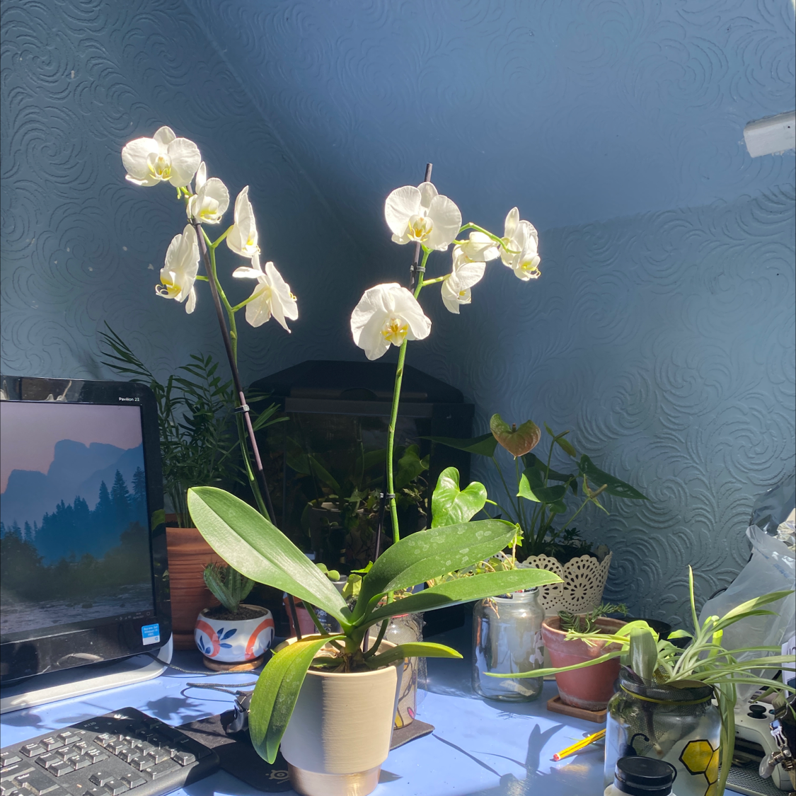 Photo of the plant species Urceolina amazonica by @MrKush named UFO Cookies on Greg, the plant care app