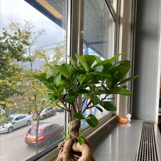 Ficus Ginseng plant in Newcastle upon Tyne, England