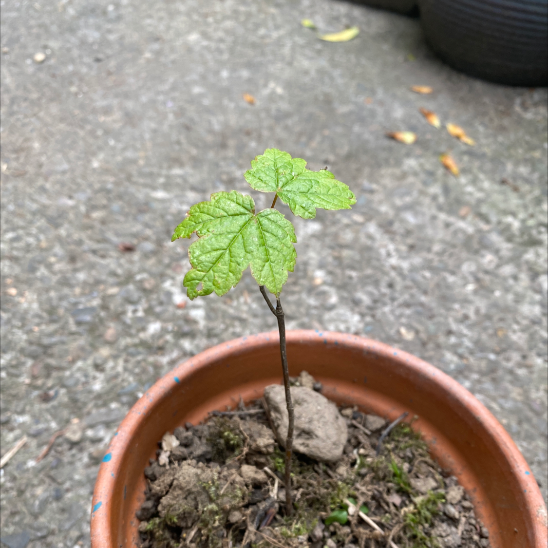 Photo of the plant species Drummond's Maple by @MrKush named Mac 1 on Greg, the plant care app