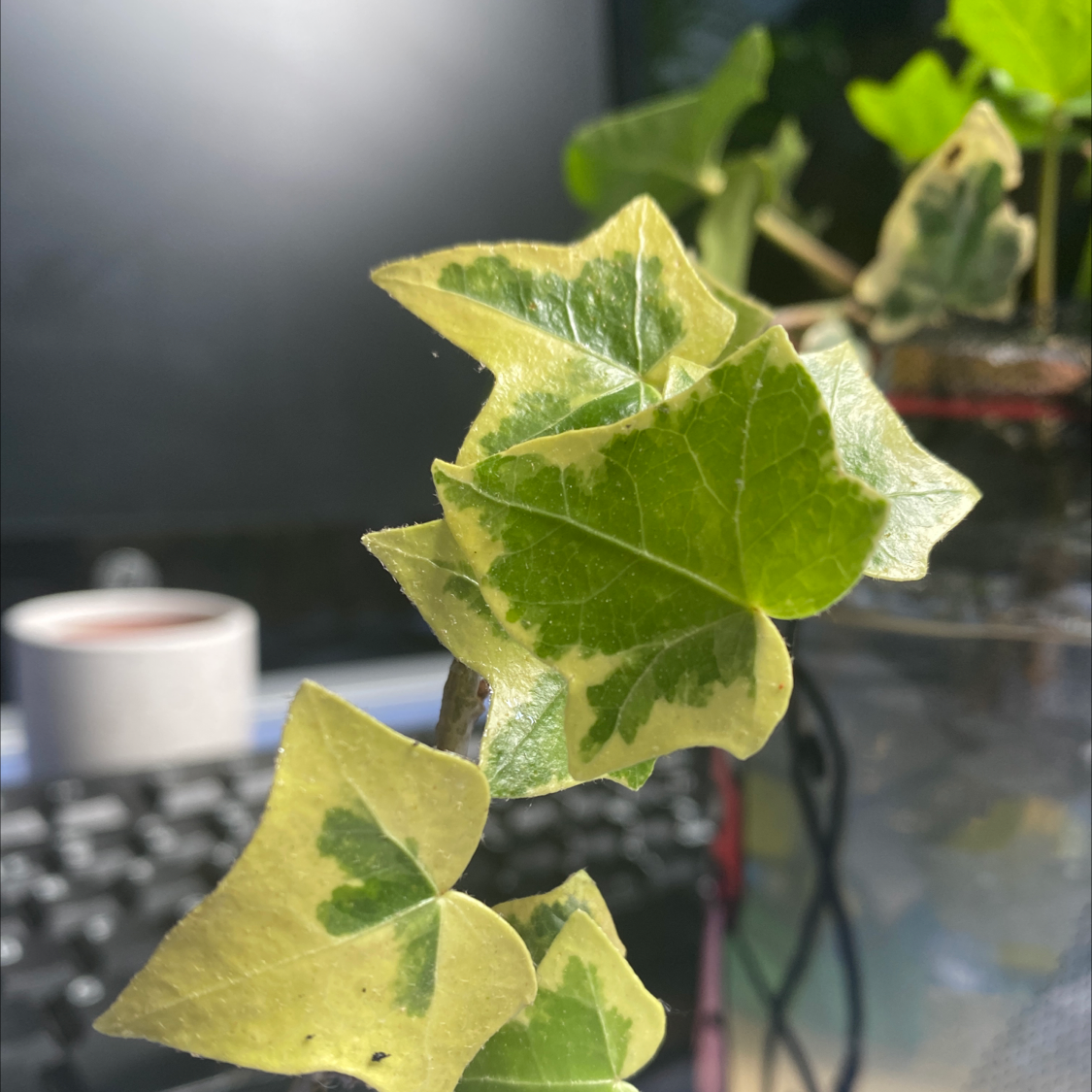 Photo of the plant species English Ivy 'Goldchild' by @MrKush named G13 on Greg, the plant care app