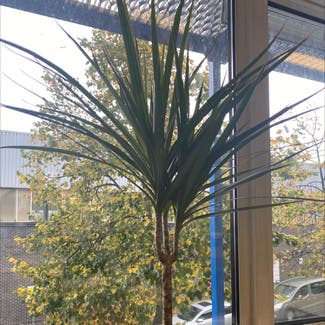 Cabbage Tree plant in Newcastle upon Tyne, England