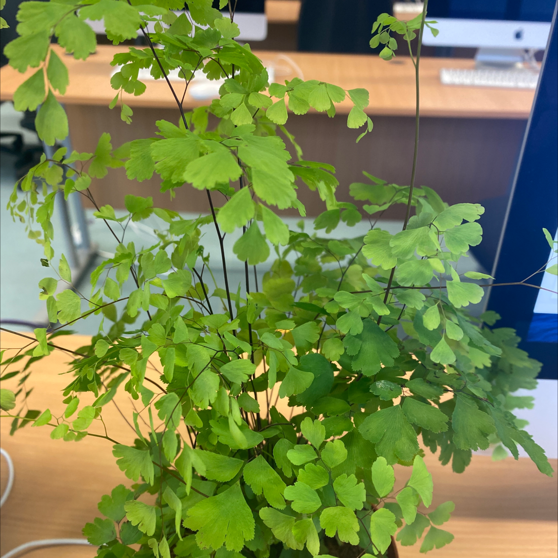 Pacific Maidenhair Fern with vibrant green leaves in an indoor setting.