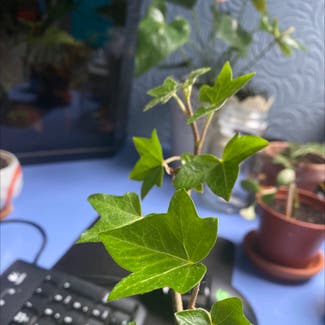 English Ivy plant in Newcastle upon Tyne, England