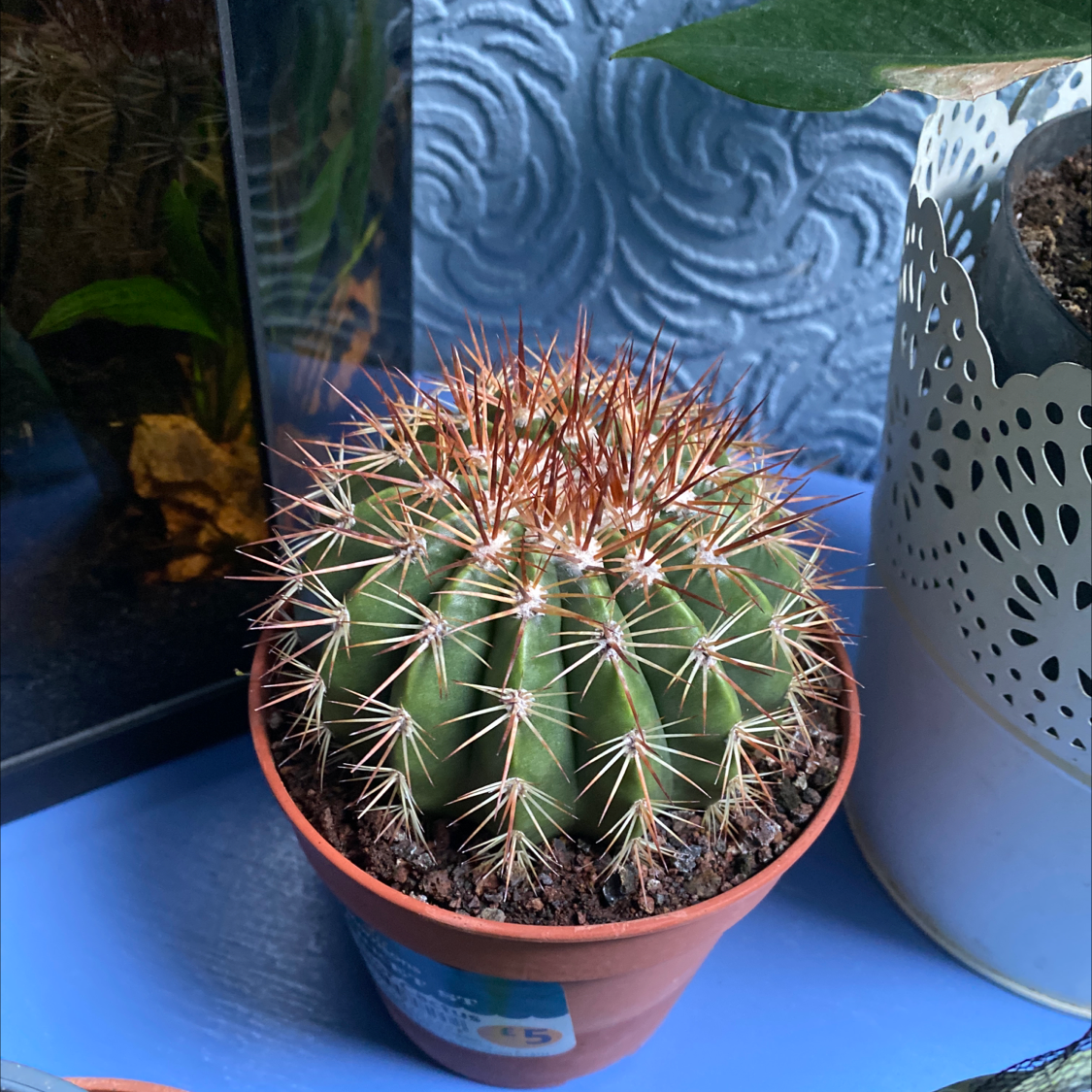 Photo of the plant species Melon cactus by @MrKush named Tangerine Dream on Greg, the plant care app