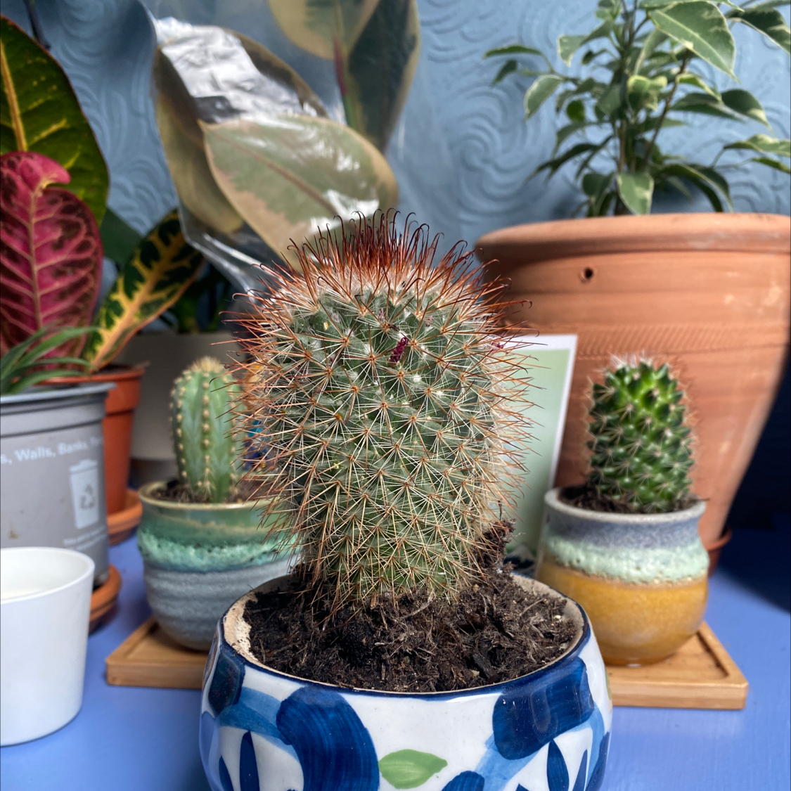 Photo of the plant species Strawberry cactus by @MrKush named Chocolate Mint OG on Greg, the plant care app