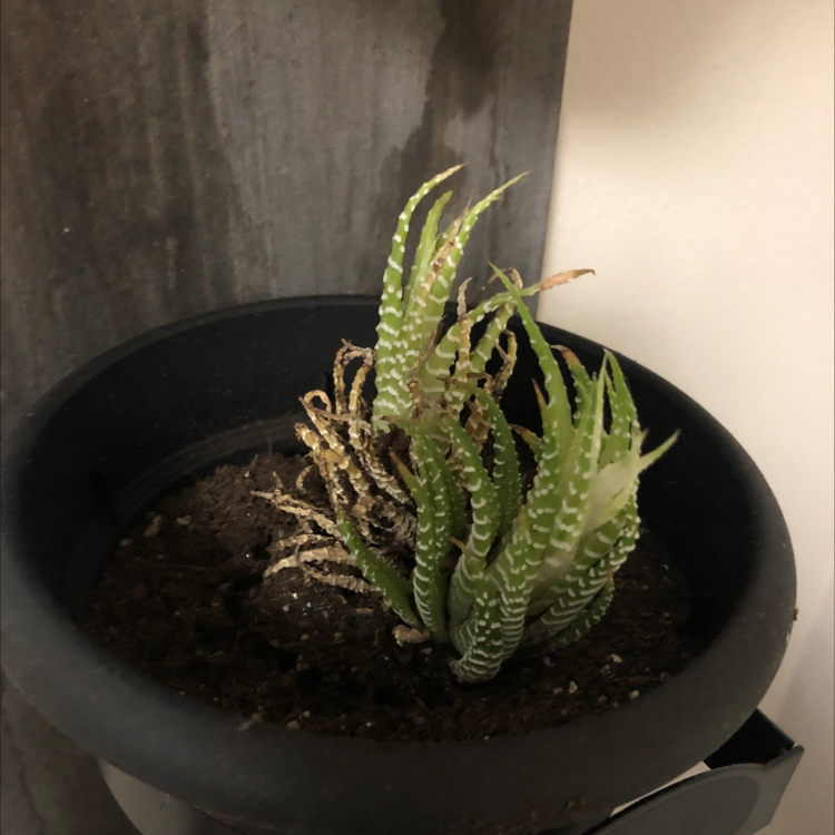 Zebra Plant plant photo by @Bbybat named Treeana ross on Greg, the plant care app.