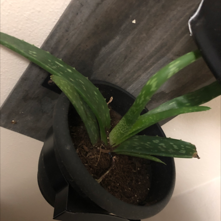 Aloe vera plant photo by @Bbybat named Curie on Greg, the plant care app.