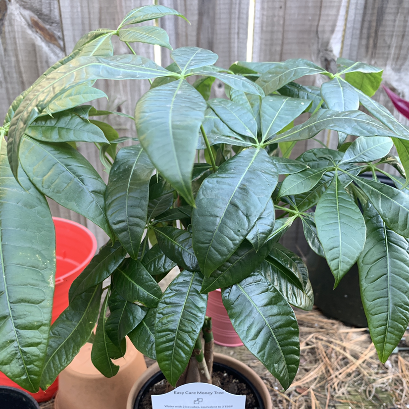 Money Tree plant photo by Joanaly named Money tree on Greg, the plant care app.