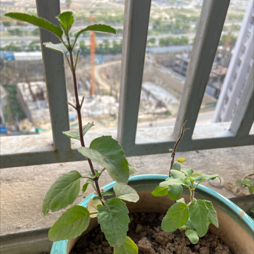 Photo of the plant species Holy Basil (Tulsi) by @Vishal named Baby Tulsi on Greg, the plant care app