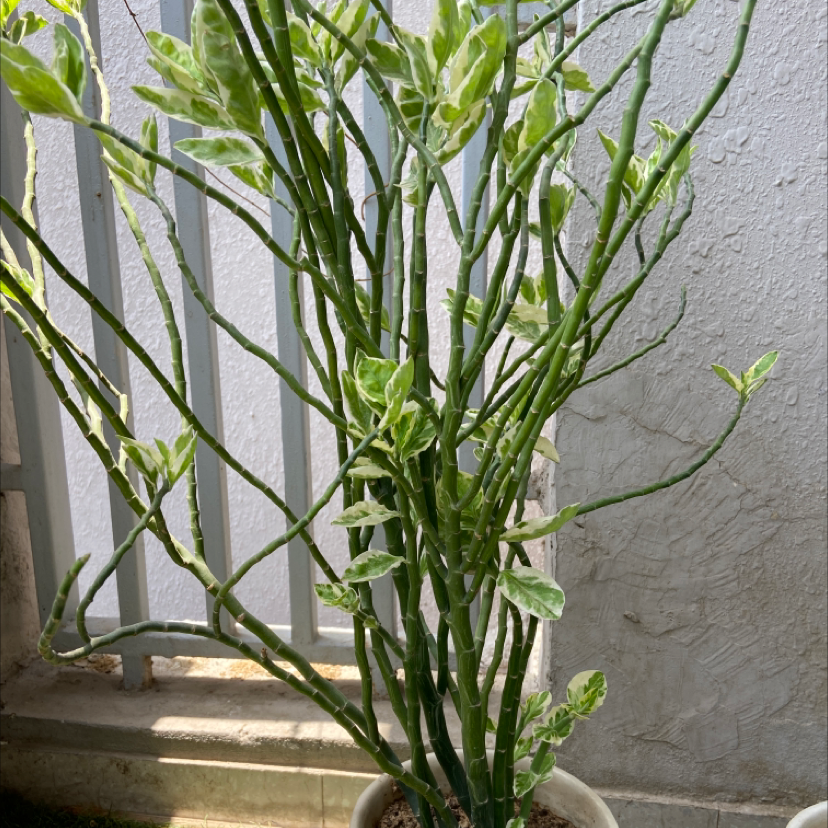 Healthy Euphorbia tithymaloides plant with tall zigzag stems and lush green leaves, no signs of discoloration or damage.