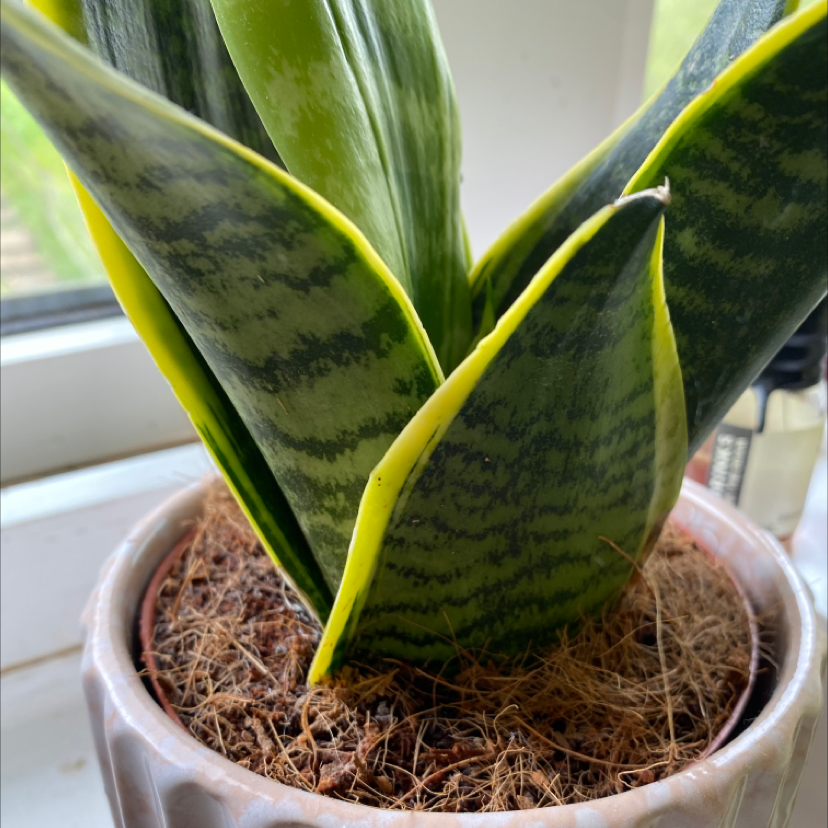 Snake Plant plant photo by @Chickensandplants named Athena on Greg, the plant care app.