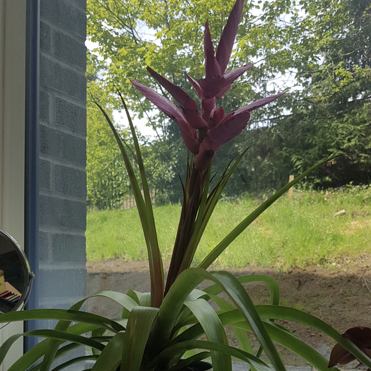 Giant Airplant with vibrant pink flowers by a window with outdoor scenery.