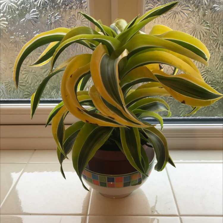 Dracaena 'Tornado' plant in a decorative pot with yellowing leaves.
