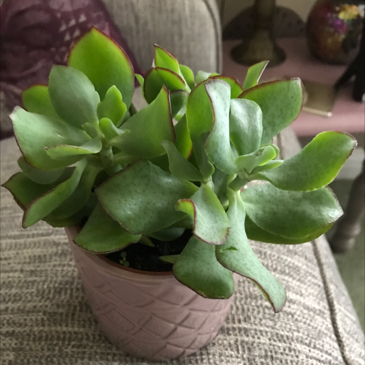 Ripple Jade plant in a pink pot on a couch, appearing healthy with green leaves.