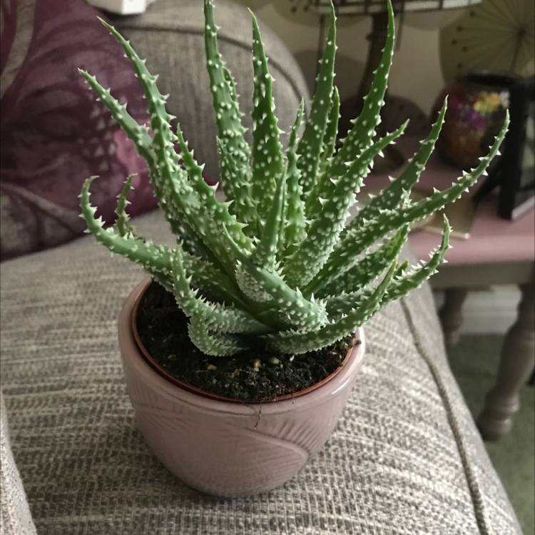 Photo of the plant species Haworthia Alba by @Maden_England named Your plant on Greg, the plant care app