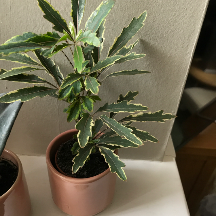 Photo of the plant species Schefflera Elegantissima by @Maden_England named Little One on Greg, the plant care app