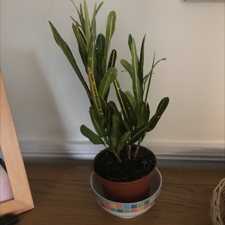 🍌 Does My Banana Croton Need Direct Sunlight?